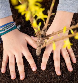 Memoria RSC-manos niña plantando árbol