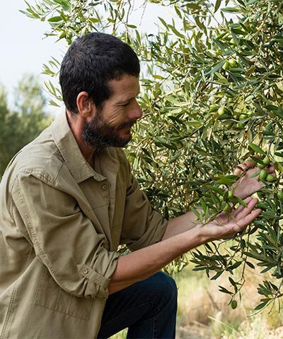 Ventajas de Seguros Agrarios - Granjero con camisa verde y pantalon negro, mirando un olivo y cogiendo aceitunas con las manos